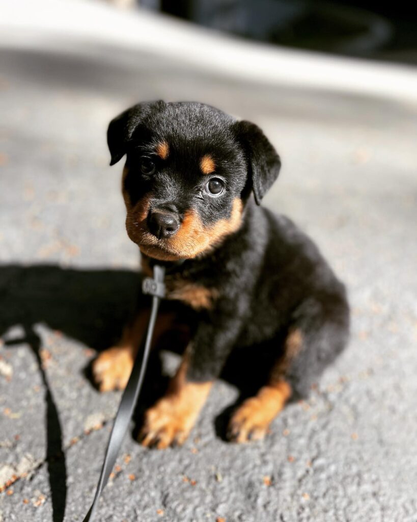 rottweiler puppies for sale