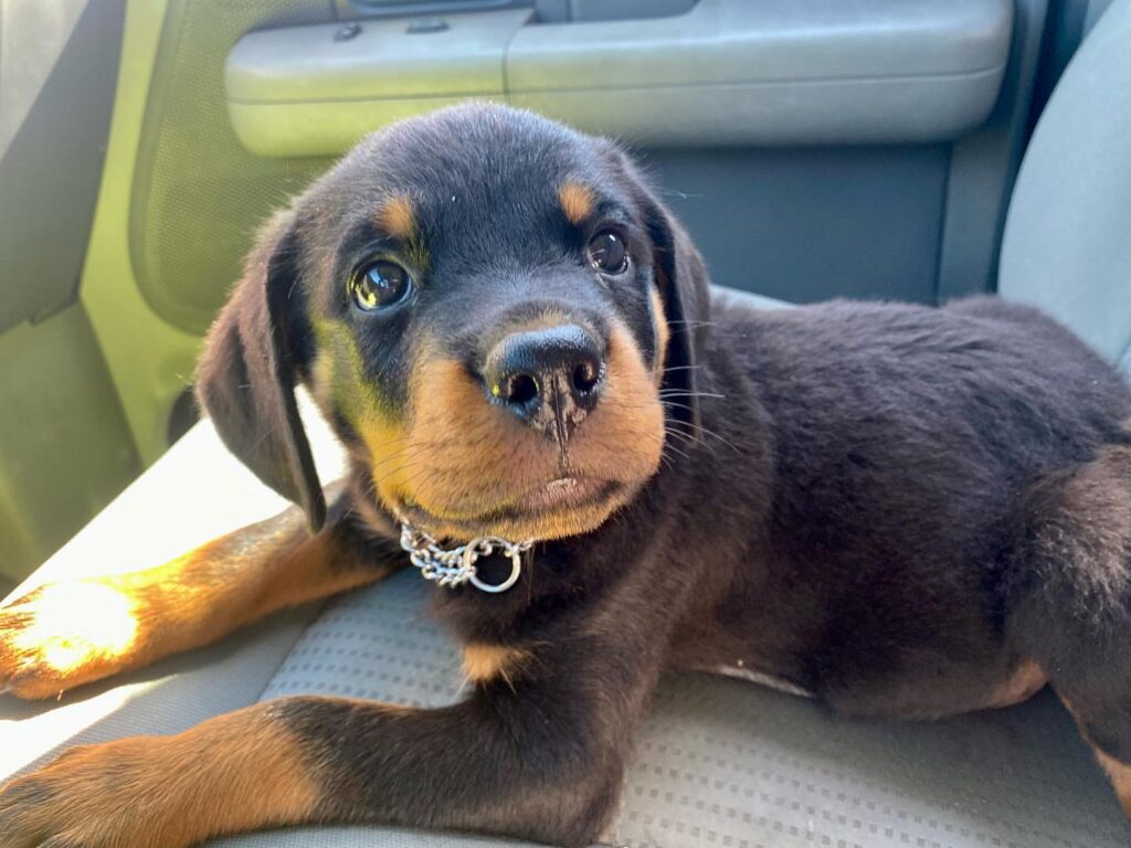 rottweiler puppies for sale florida