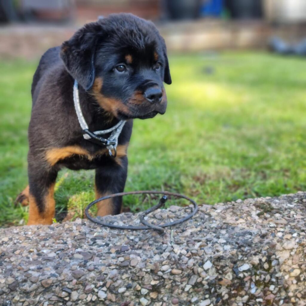 rottweiler puppies for sale in usa