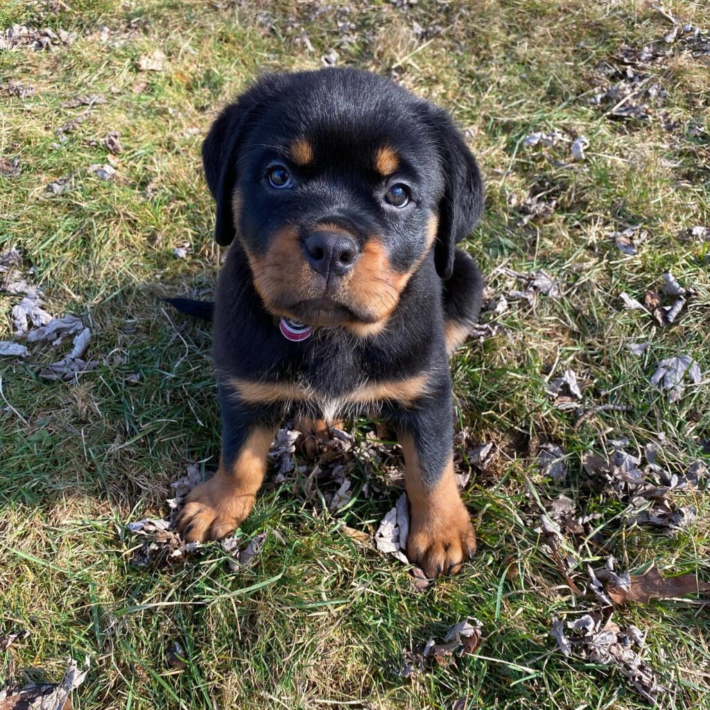 full blooded rottweiler puppies for sale