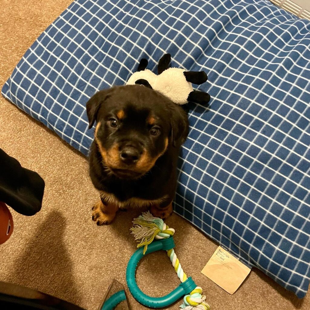 rottweiler puppies for sale atlanta ga