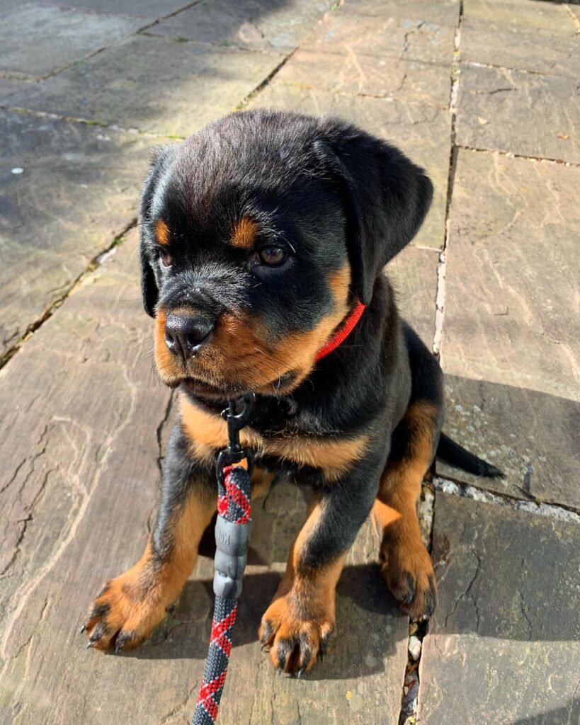 cheap rottweiler puppies for sale