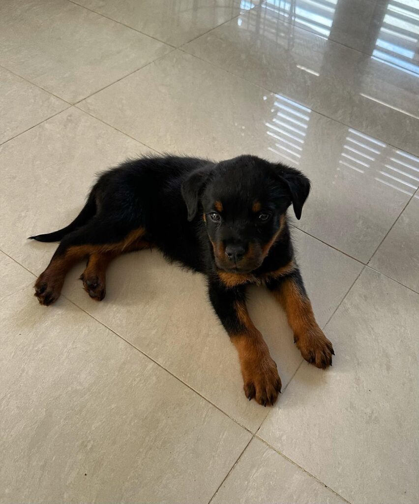 rottweiler puppies for sale arkansas