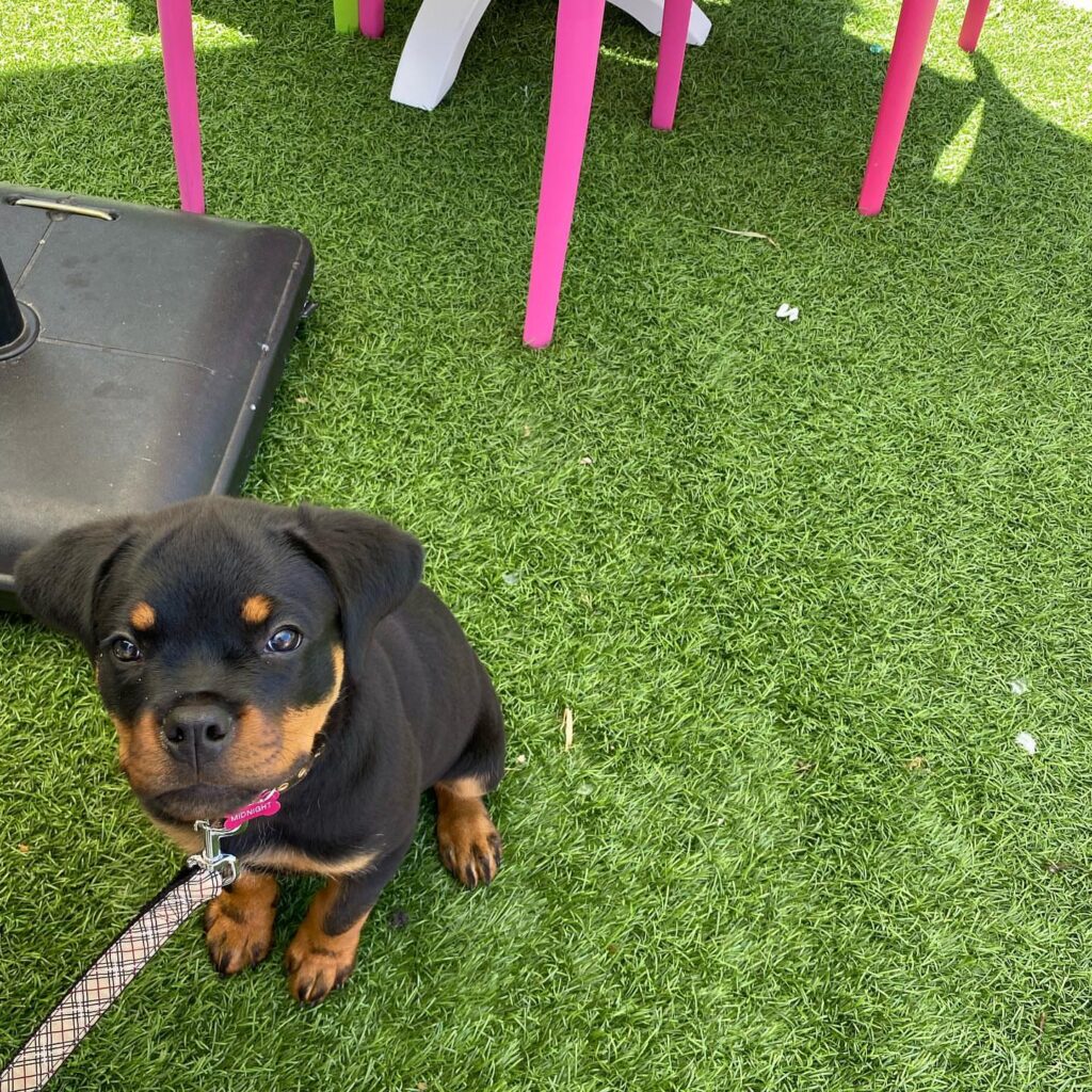 rottweiler puppies for sale colorado