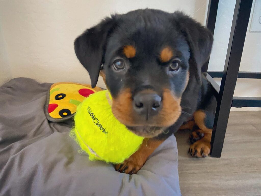 blue eyed rottweiler puppies for sale