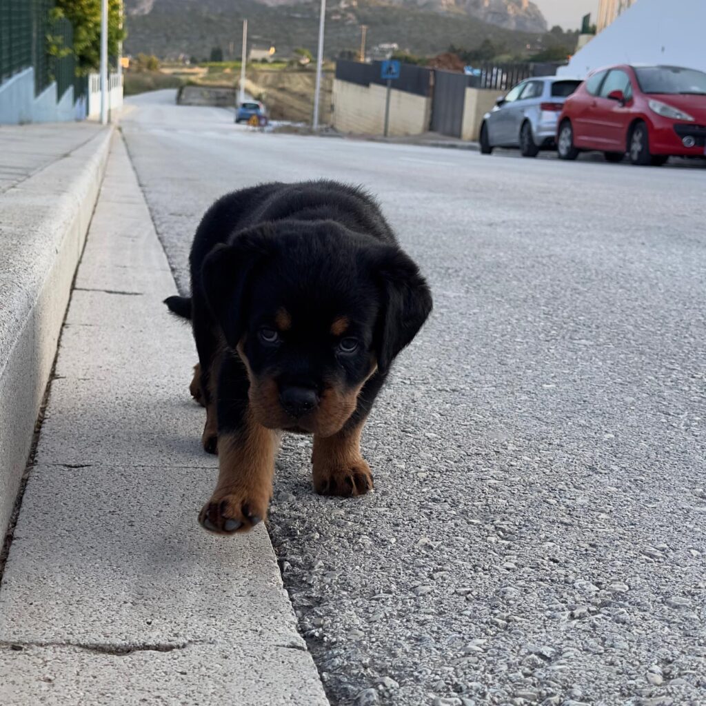 rottweiler puppies for sale kansas city