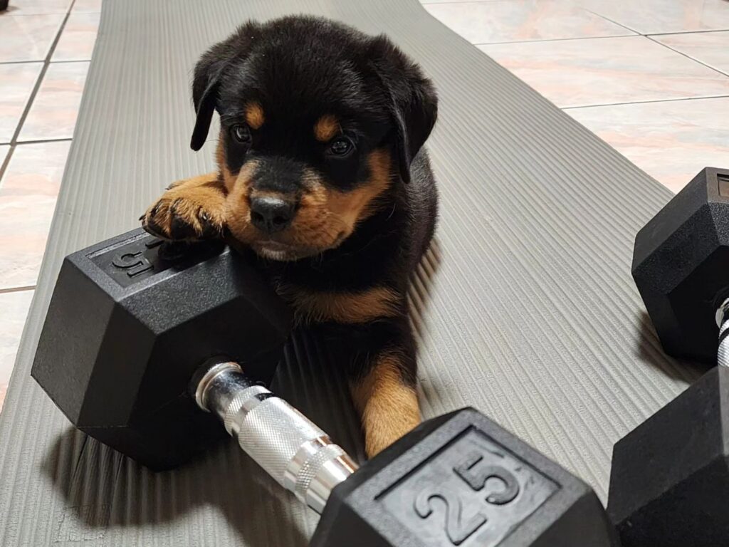 rottweiler puppies for sale facebook