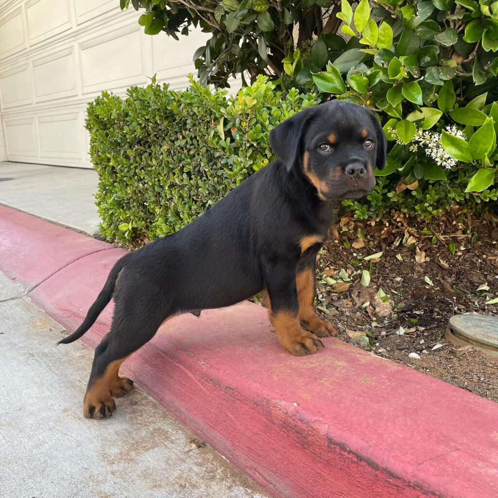 how much do a rottweiler puppy cost