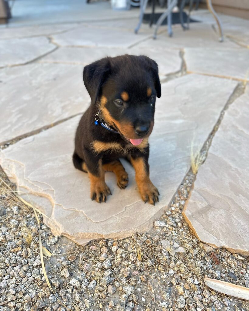 rottweiler puppies for sale craigslist