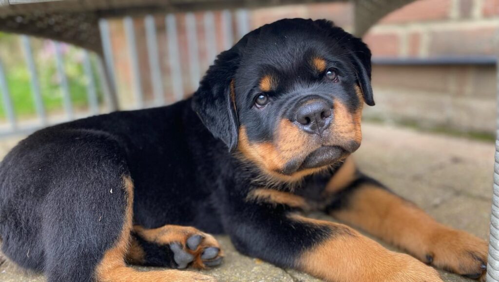 rottweiler puppies for sale in arkansas