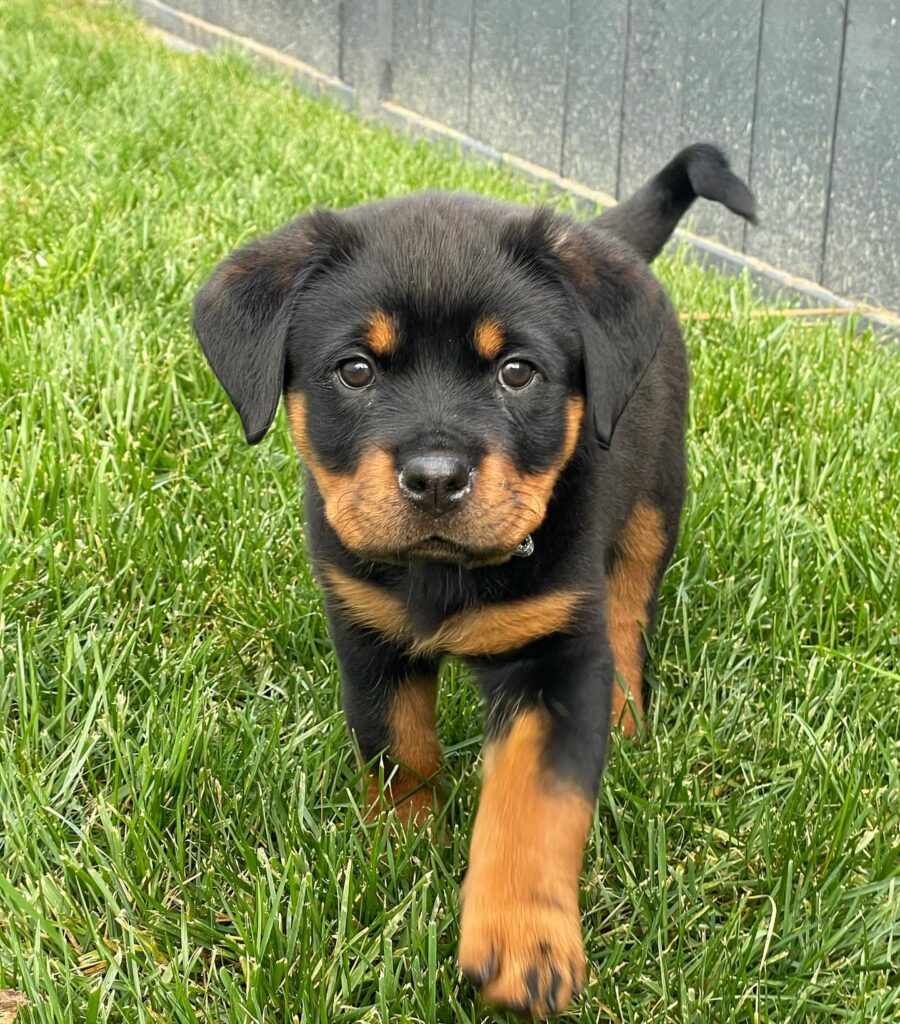 rottweiler puppies for sale calgary