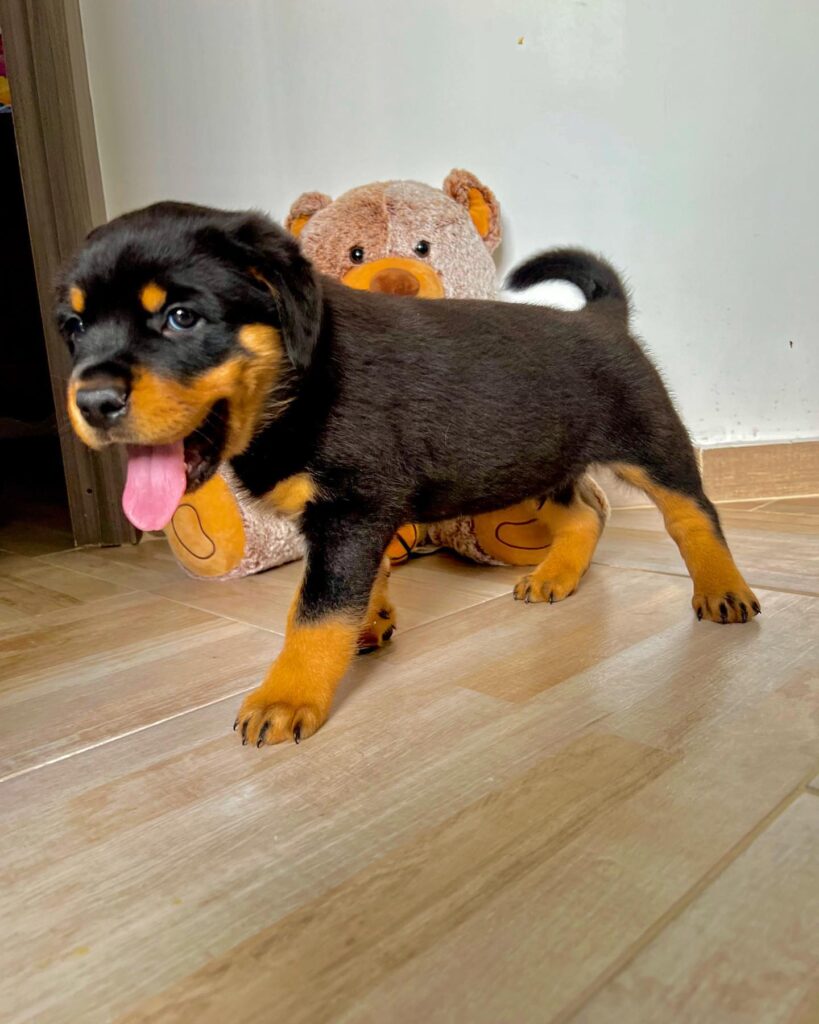 rottweiler puppies for sale in az