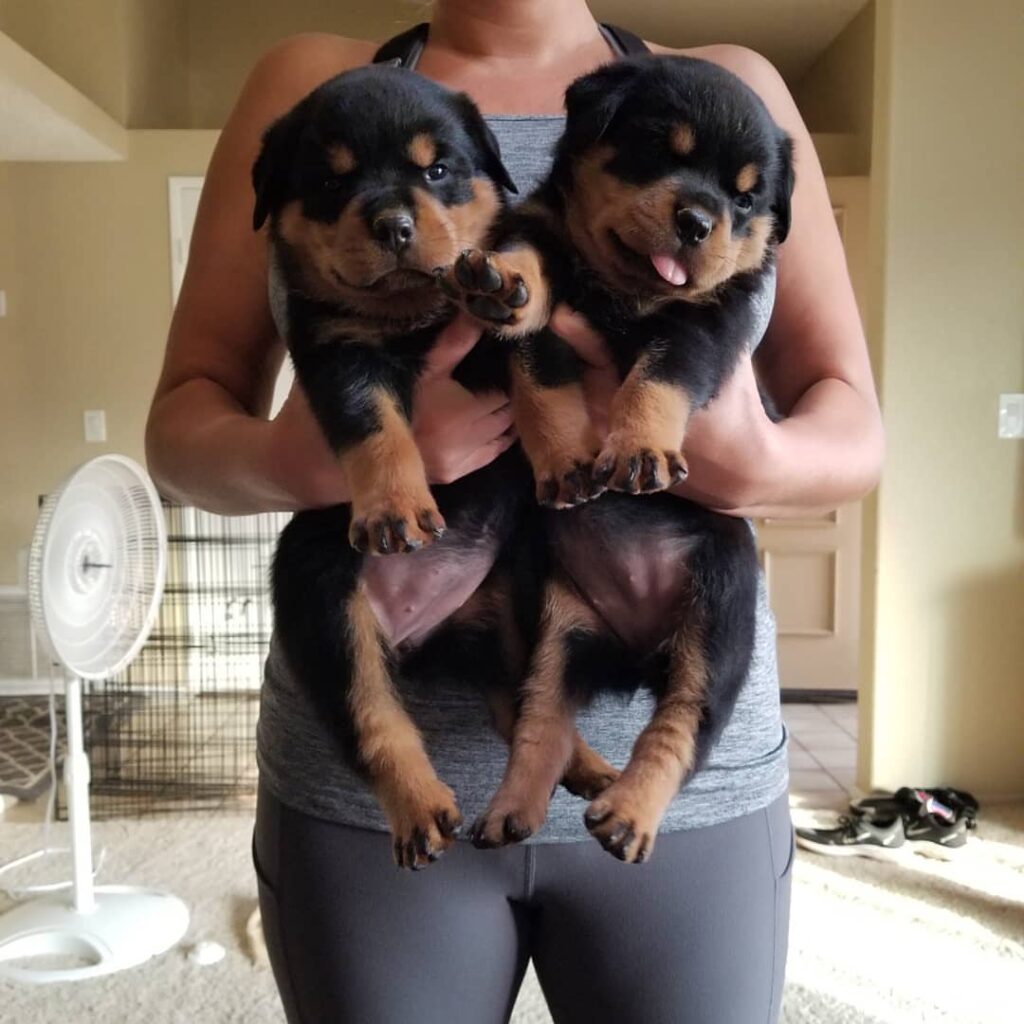 giant rottweiler puppies for sale near me